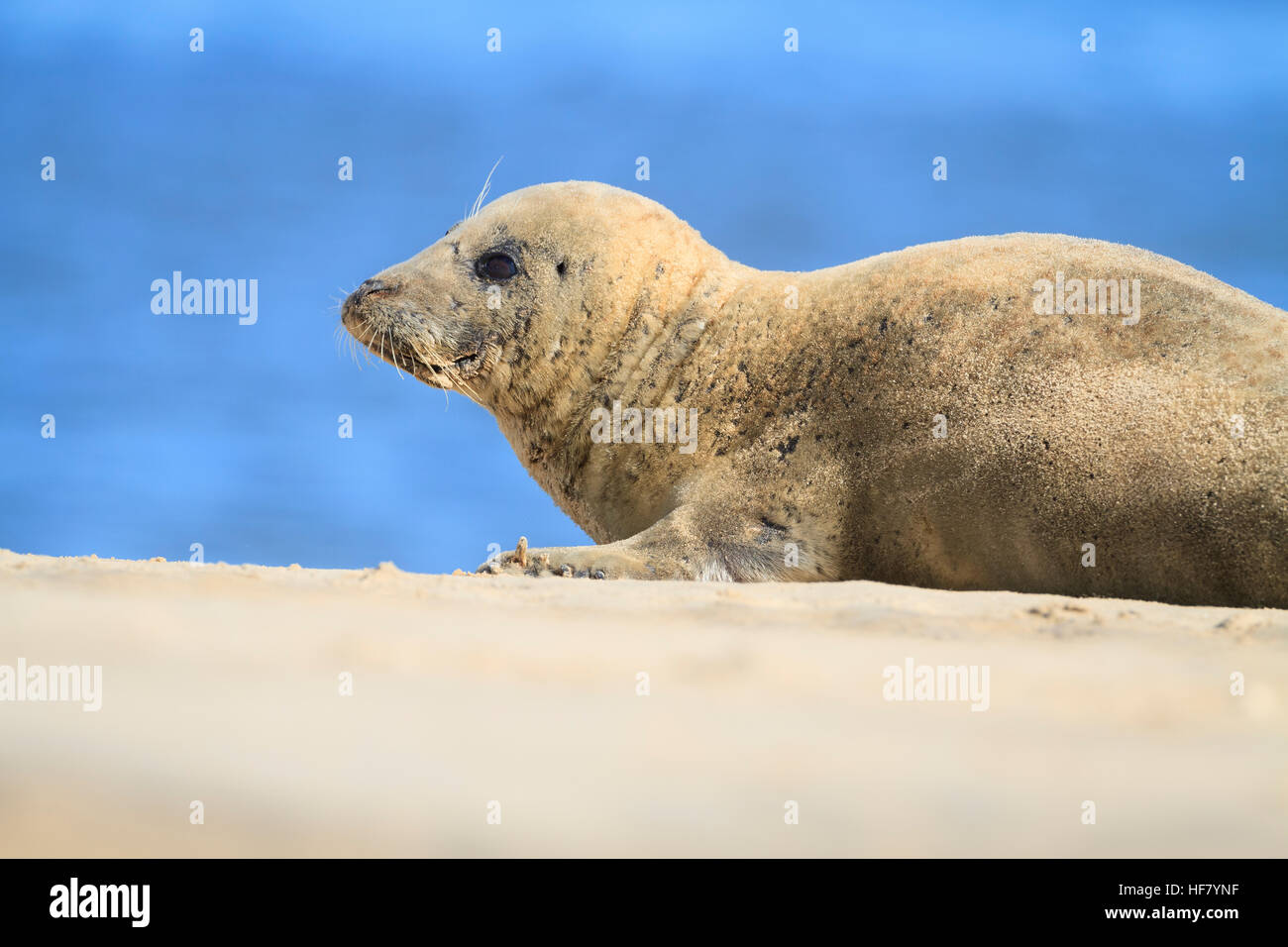 Hafen-Dichtung (Phoca Vitulina) ruht auf Sanddüne. Blakeney National Nature Reserve. Norfolk. England. VEREINIGTES KÖNIGREICH. Stockfoto