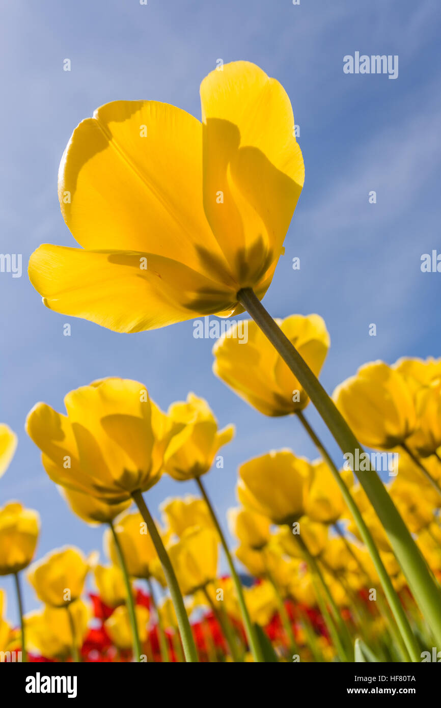 Tulpe Garten auf Roozengaarde Tulpe Farm in Mount Vernon, Washington, USA Stockfoto