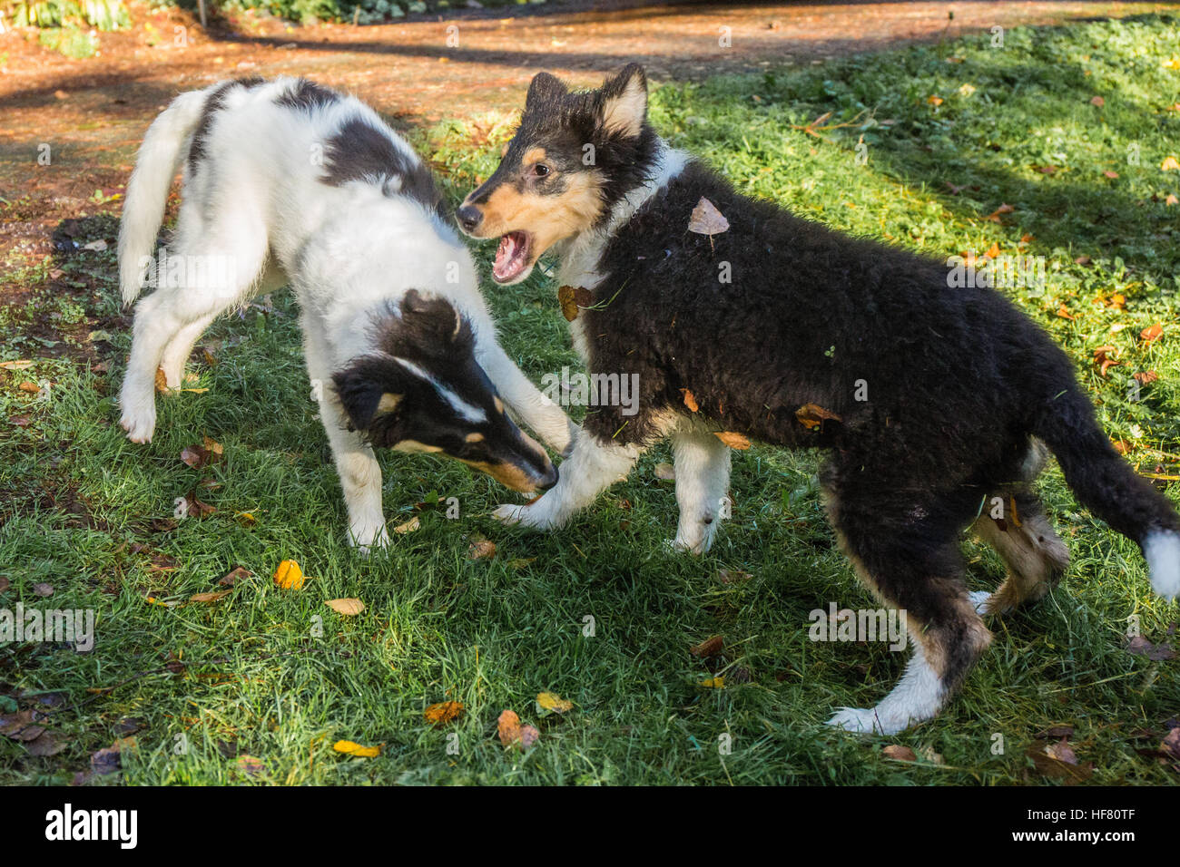 Zwei 15 Wochen alte Rough Collie Welpen, Seamus und Tavish misshandelnd in ihrem Garten in Bothell, Washington, USA.  Der Rough Collie (auch bekannt als Stockfoto