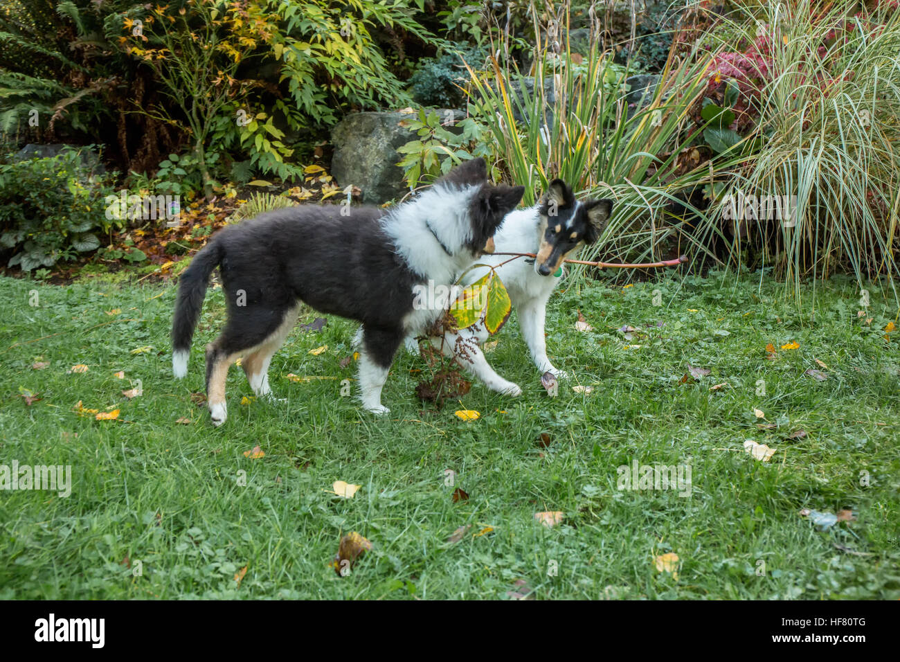 15 Wochen alten Rough Collie Welpen, Seamus und Tavish, im Wettbewerb um eine Niederlassung in Bothell, Washington, USA. Stockfoto