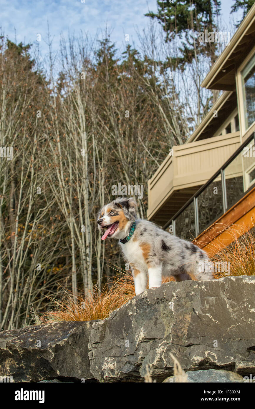 Drei Monate alte Blue Merle Australian Shepherd Welpen, Luna, Blick auf einem Felsvorsprung in ihrem gepflegten Garten Stockfoto