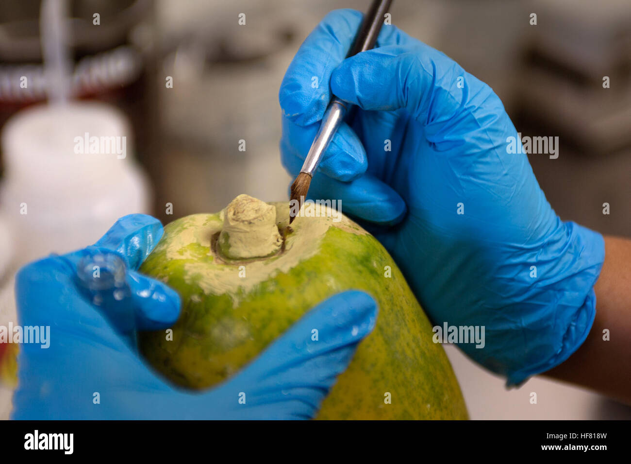 Mit einem Pinsel entfernt eine U.S. Customs and Border Protection-Landwirtschaft-Spezialist ein Insekt aus eine Papaya bei Otay Mesa Einreise, 23. Juni 2016. Insekten und andere Schädlinge in der Landwirtschaft Sendungen gefunden werden identifiziert, um sicherzustellen, dass neue, nicht-Native, Schädlinge werden nicht versehentlich in den USA eingeführt.  von Glenn Fawcett Stockfoto