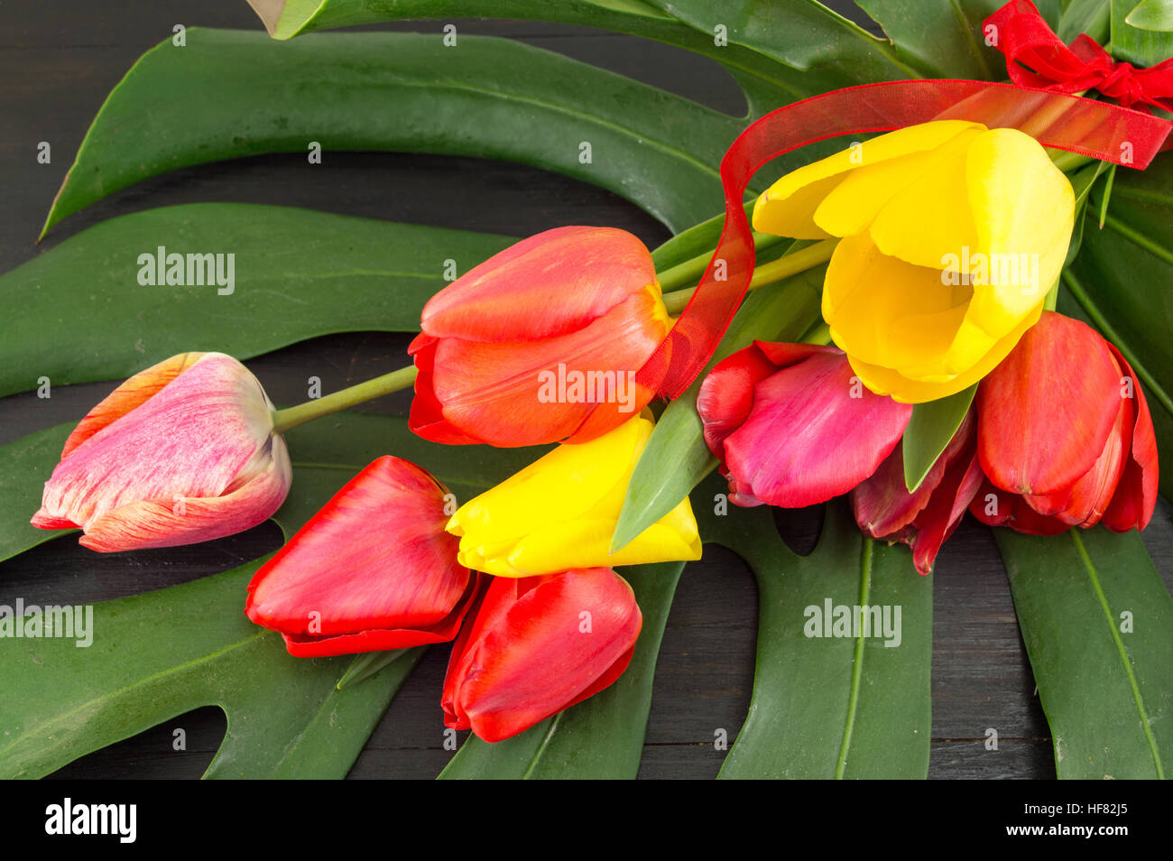 Rote und gelbe Tulpen auf großen grünen Blatt Stockfoto