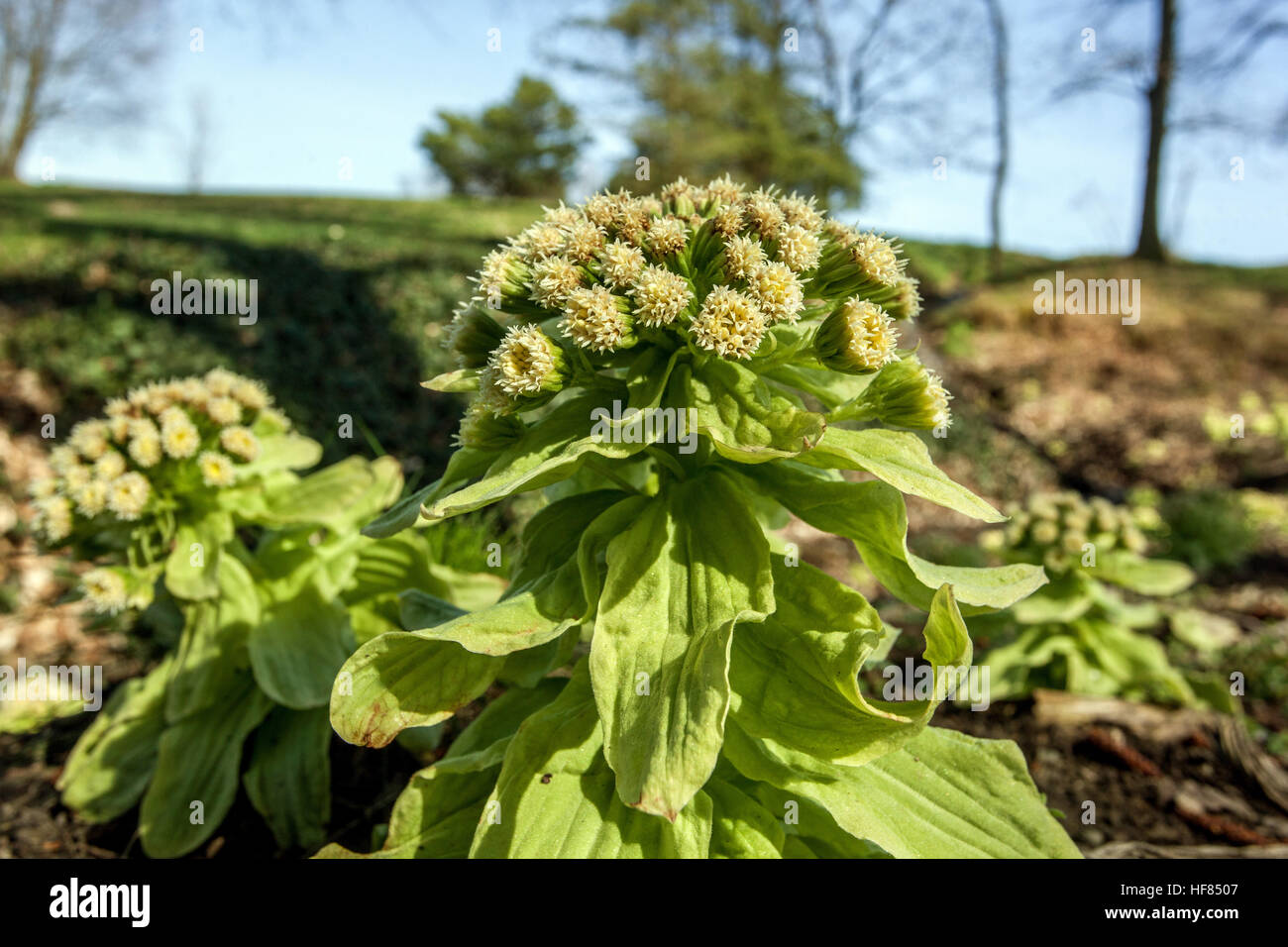 Blüte, die aus dem Boden, Petasites japonicus, japanischer Riesenbutterbur oder Fuki, frühes Frühjahr sprießt Stockfoto