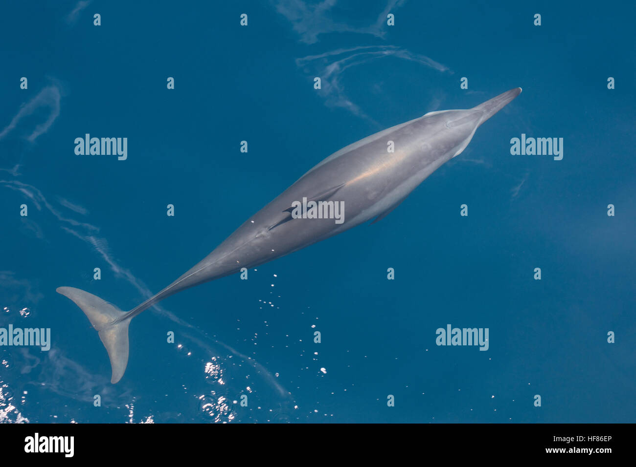 Ein Spinner-Delfin (Stenella Longirostris) schwimmt im tropischen Pazifik. Diese Wale sind bekannt für ihre Akrobatik. Stockfoto