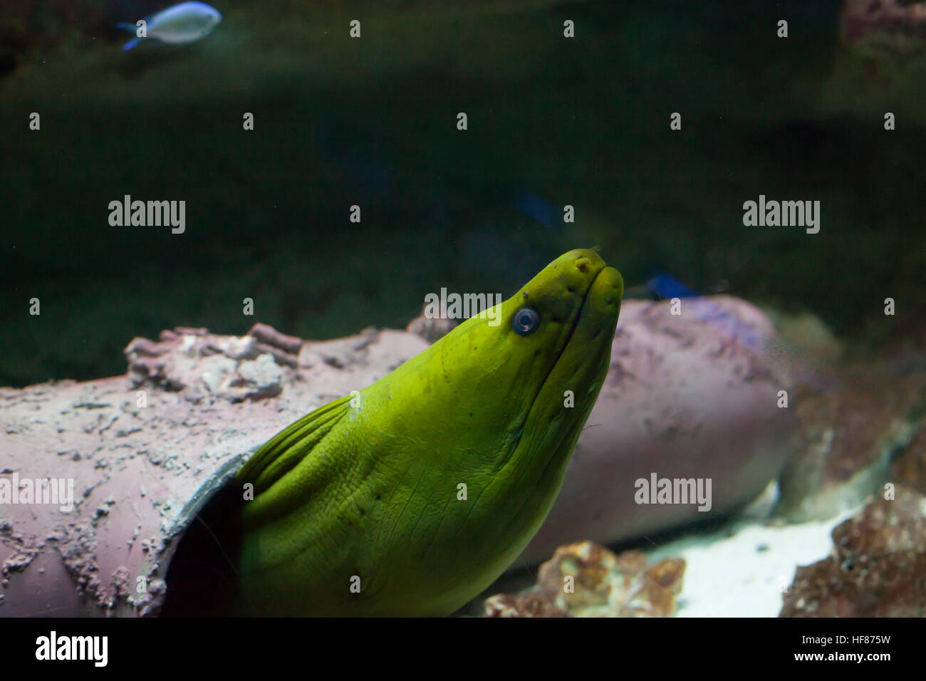 Nahaufnahme von einem grüne Muräne (Gymnothorax Funebris) Stockfoto