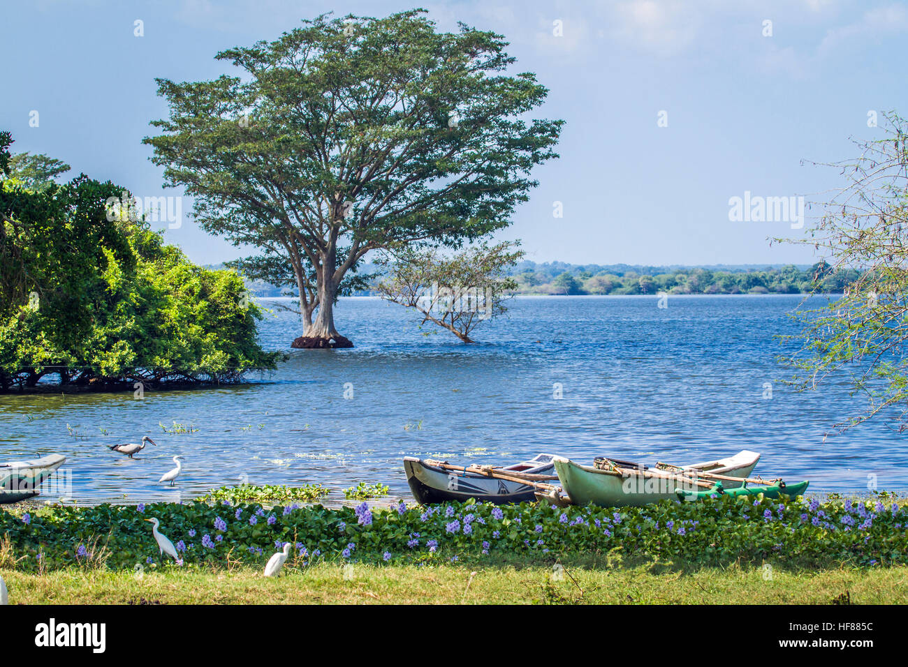 Naturschutzgebiet im Minneriya Reservoir, Sri Lanka Stockfoto