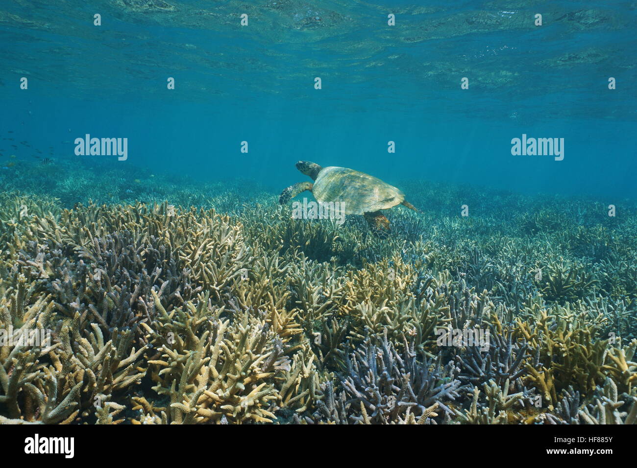 Gesunden Korallenriff Unterwasser mit einer Karettschildkröte über Hirschhorn Korallen, Süd-Pazifik, Neu Kaledonien Stockfoto