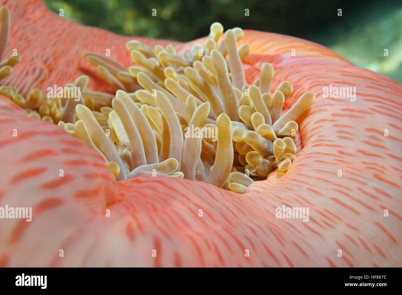 Herrliche Seeanemone Nahaufnahme, Heteractis Magnifica, Unterwasser Meerestiere, Pazifik, Französisch-Polynesien Stockfoto