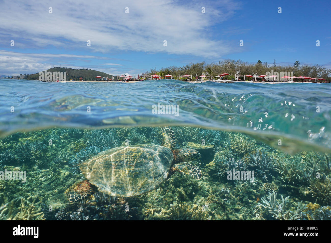 Eine echte Karettschildkröte unter Wasser und die Insel geteilt Canard über das Wasser durch die Wasserlinie, Neu-Kaledonien, Noumea, Süd-Pazifik Stockfoto