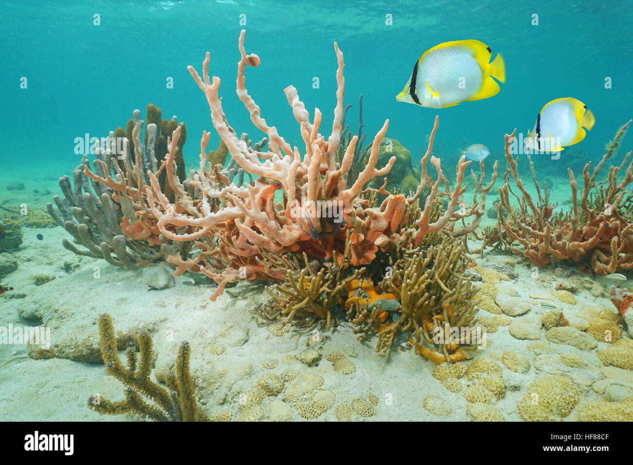 Klumpig wuchernde Schwamm mit weichen Korallen und tropischen Fischen Spotfin Butterflyfish, marine Unterwasserwelt in der Karibik Stockfoto