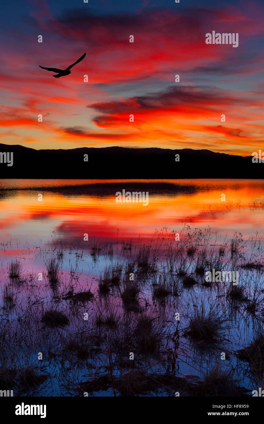 Swan Lake, Nevada. Sonnenuntergang mit Vogel in bunten Himmel geschossen. Stockfoto Swan Lake, Nevada. Sonnenuntergang mit Vogel in bunten Himmel geschossen. Stockfoto