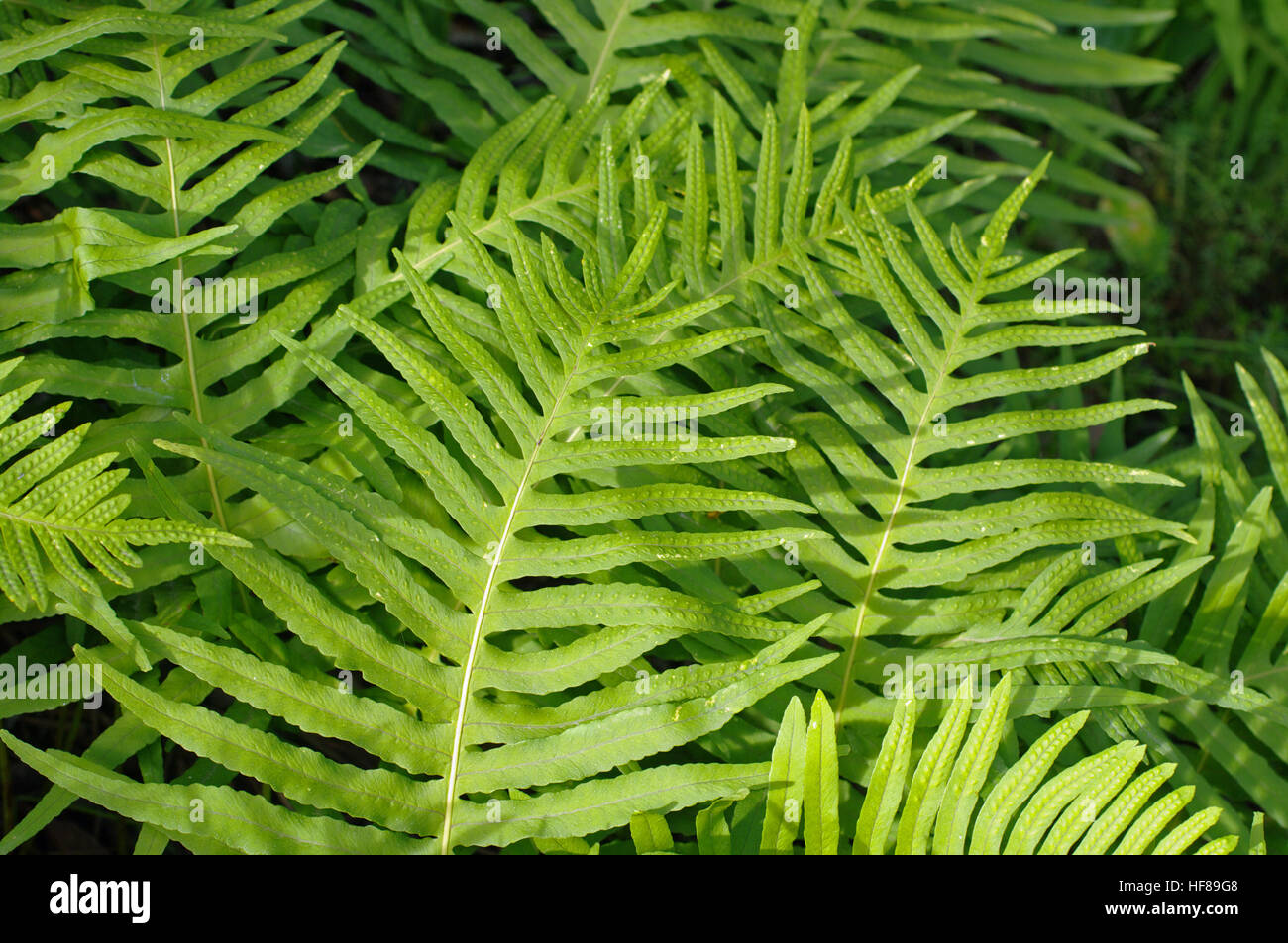 Dies ist eine wilde Pflanze, der Farn Polypodium Cambricum, dem südlichen Maisöl, aus der Familie der Polypodiaceae Stockfoto