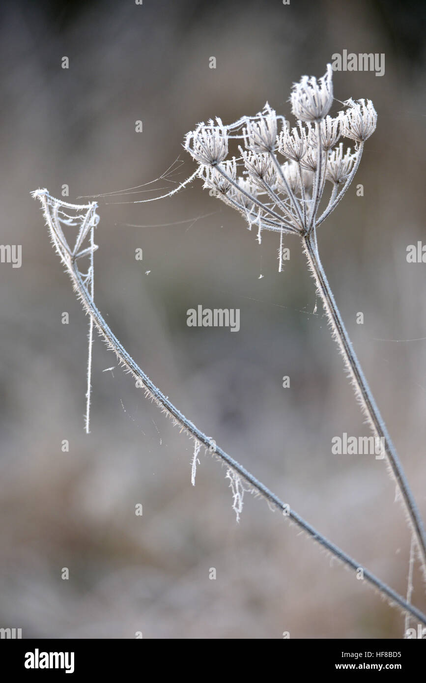 Frost bedeckt Pflanzen in Mitte minter Stockfoto