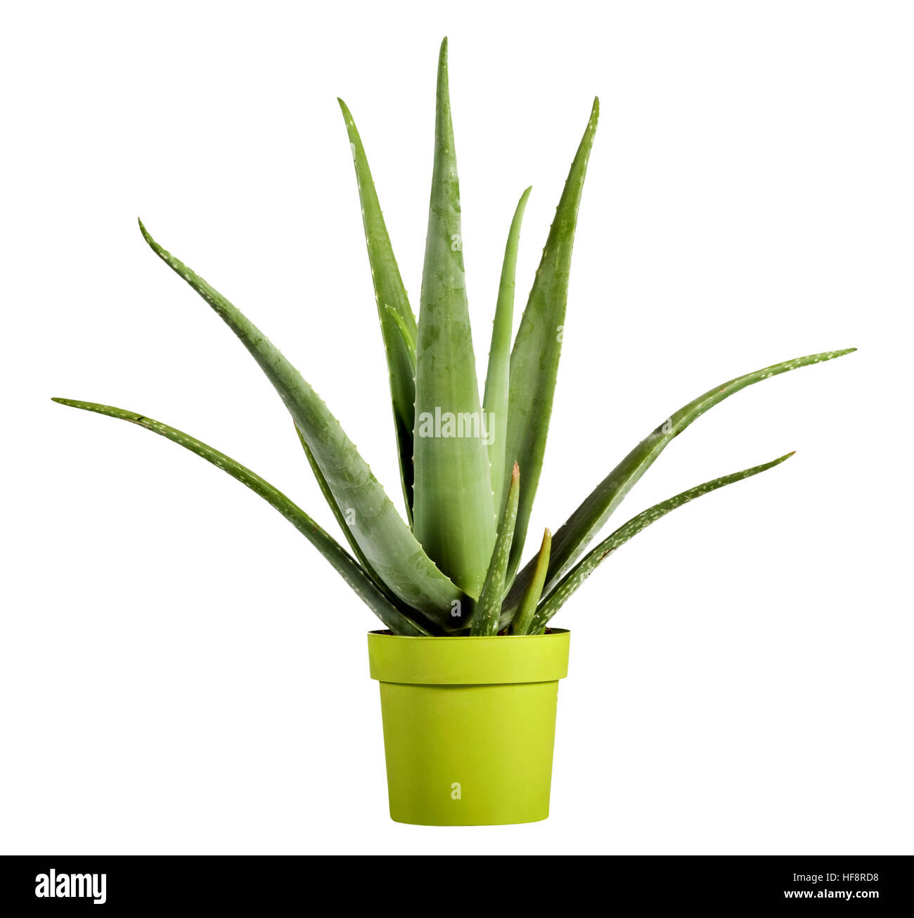 Aloe Vera Pflanze, Nahaufnahme für pflanzliche Arzneimittel auf gelb grün Pot isoliert auf weißem Hintergrund verwendet. Stockfoto