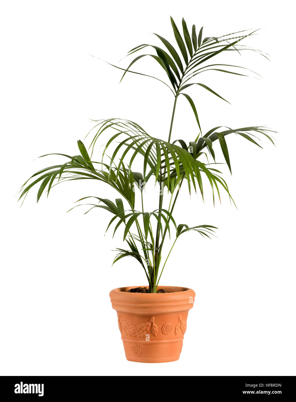 Schließen Sie attraktive Kenzia Palme Pflanze auf gewöhnliche Brown Pot isoliert auf weißem Hintergrund. Stockfoto