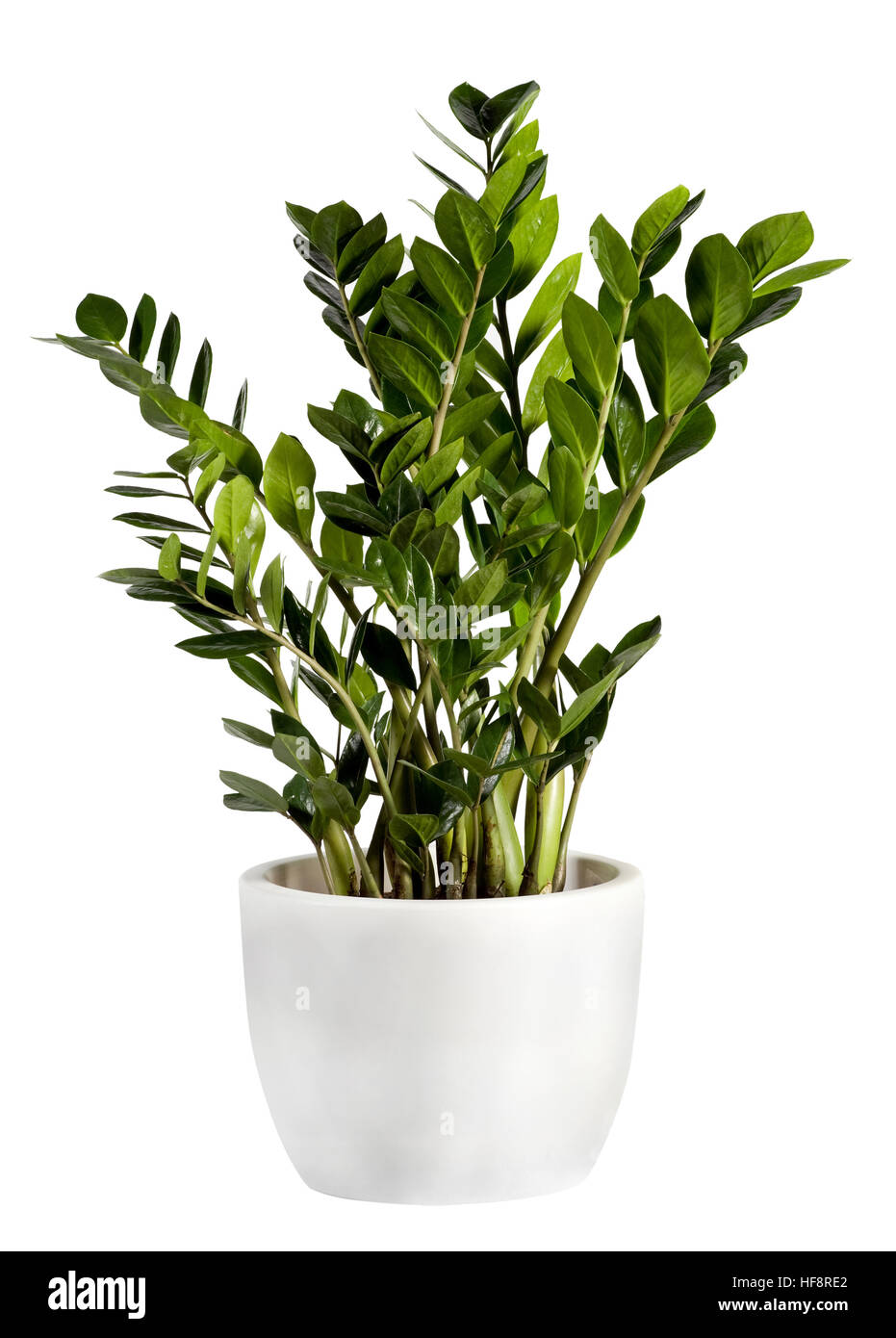Kultivierte Zamioculcas Zimmerpflanze in einem einfachen weißen Blumentopf auf einem weißen Hintergrund Stockfoto