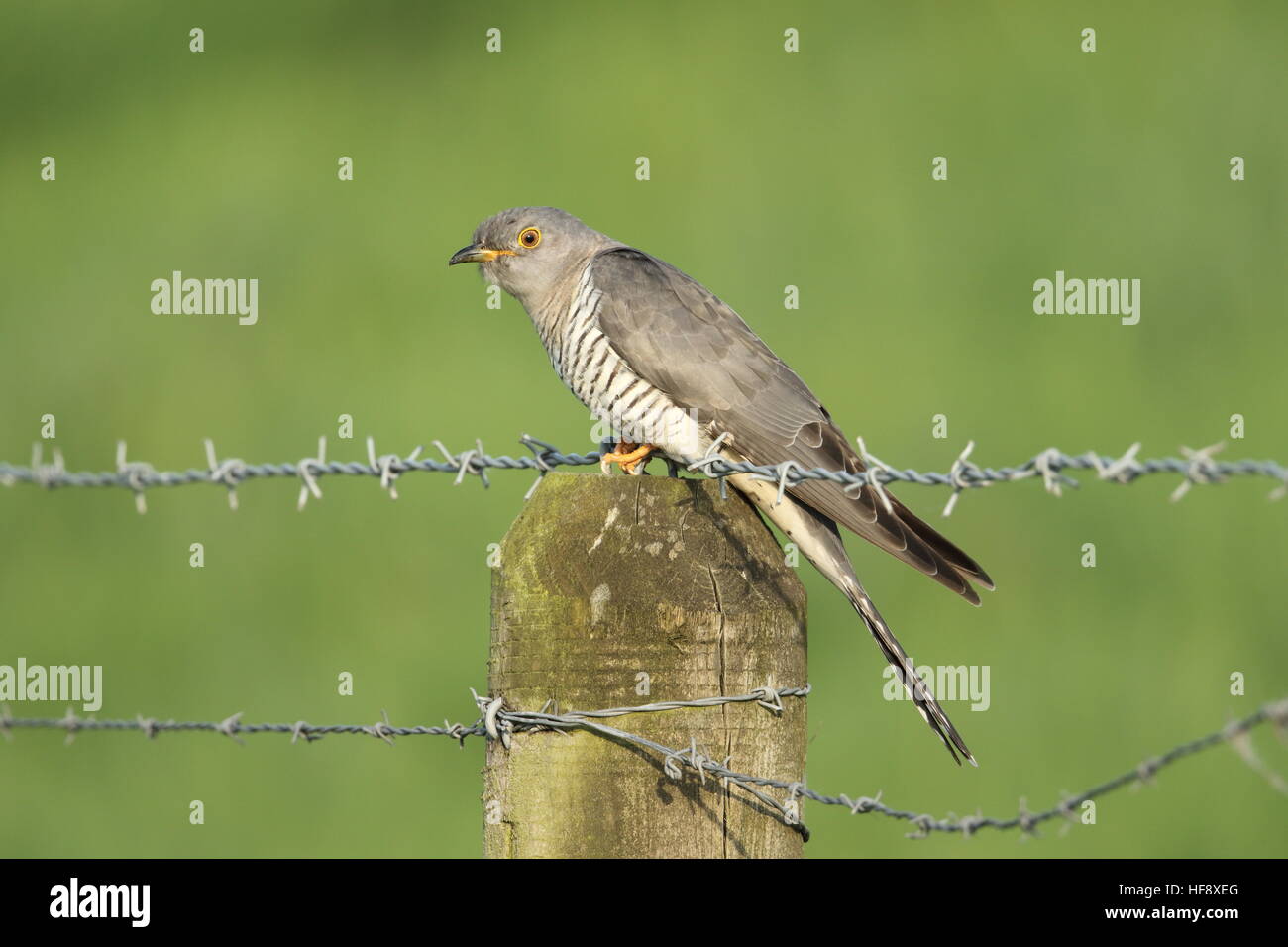 Gemeinsamen Kuckuck UK Stockfoto