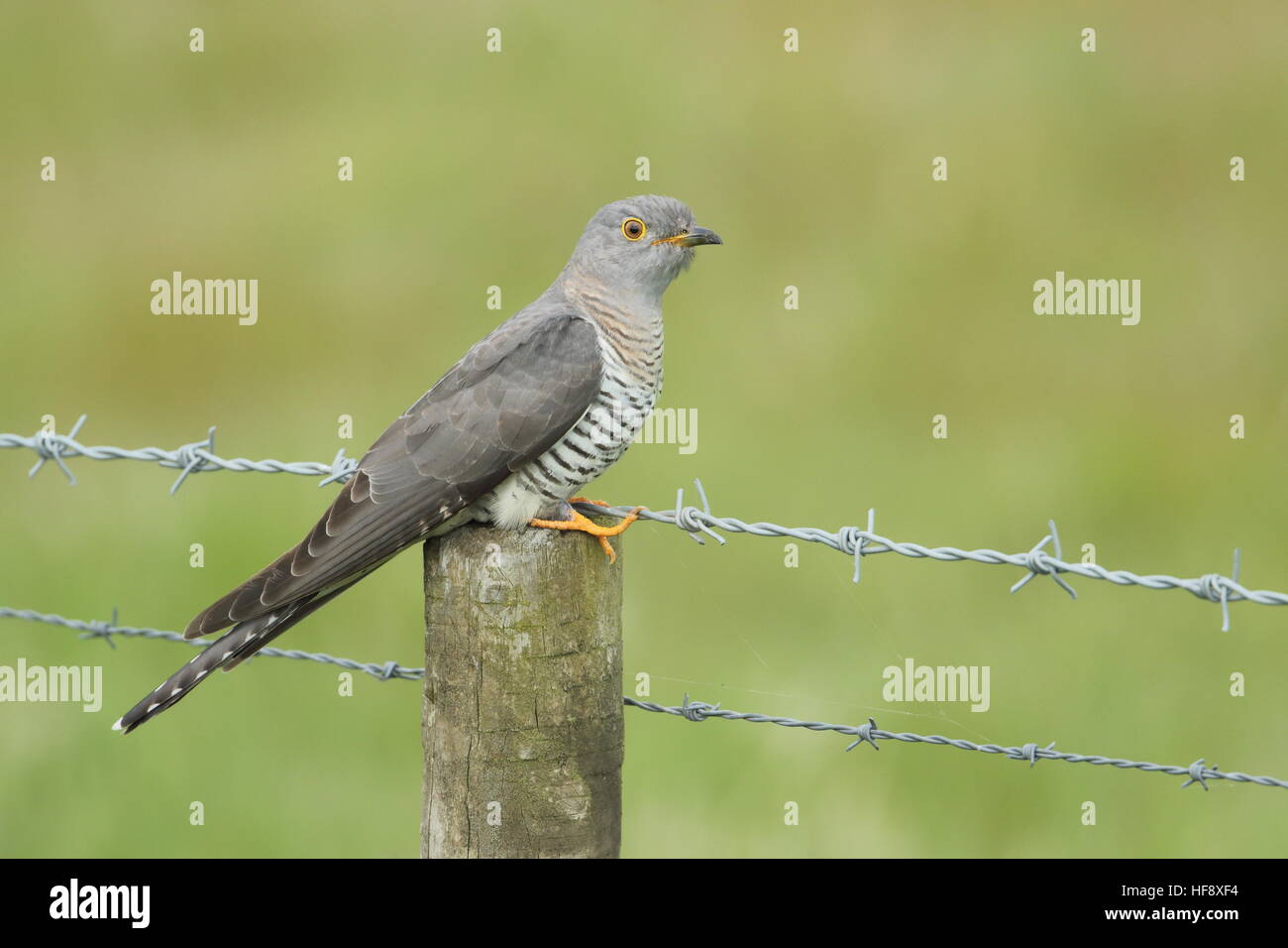 Gemeinsamen Kuckuck UK Stockfoto