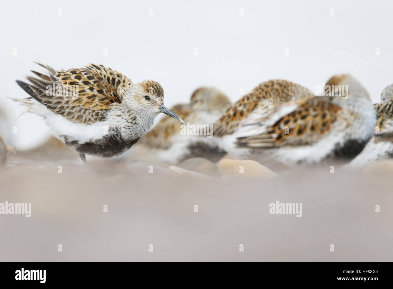 Alpenstrandläufer UK Schlafplatz Stockfoto