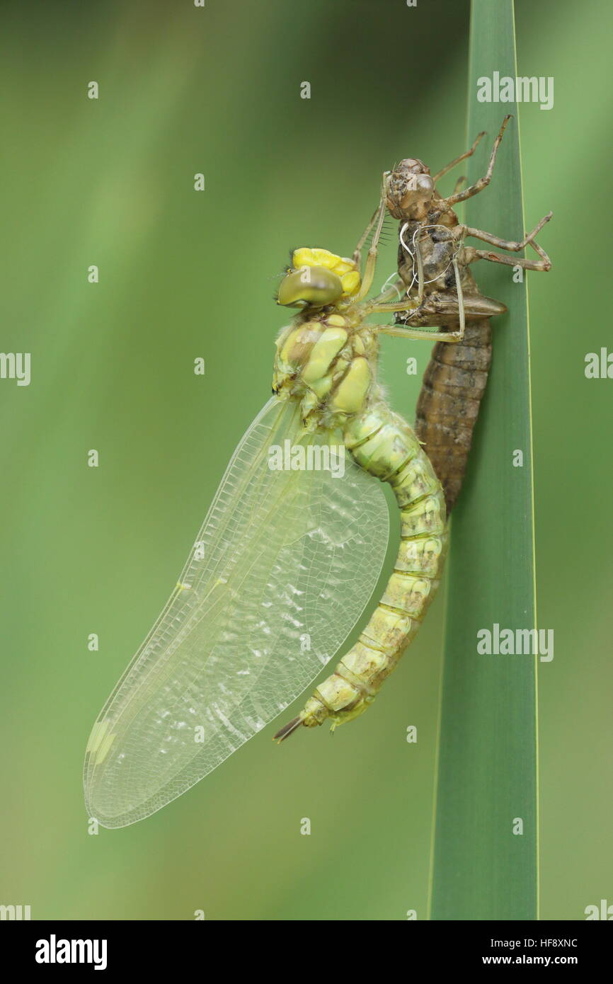 Südlichen Hawker aufstrebenden UK Stockfoto