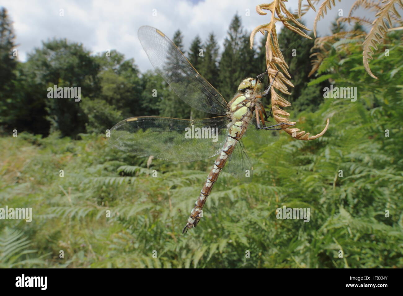 Südlichen Hawker UK-Weitwinkel Stockfoto