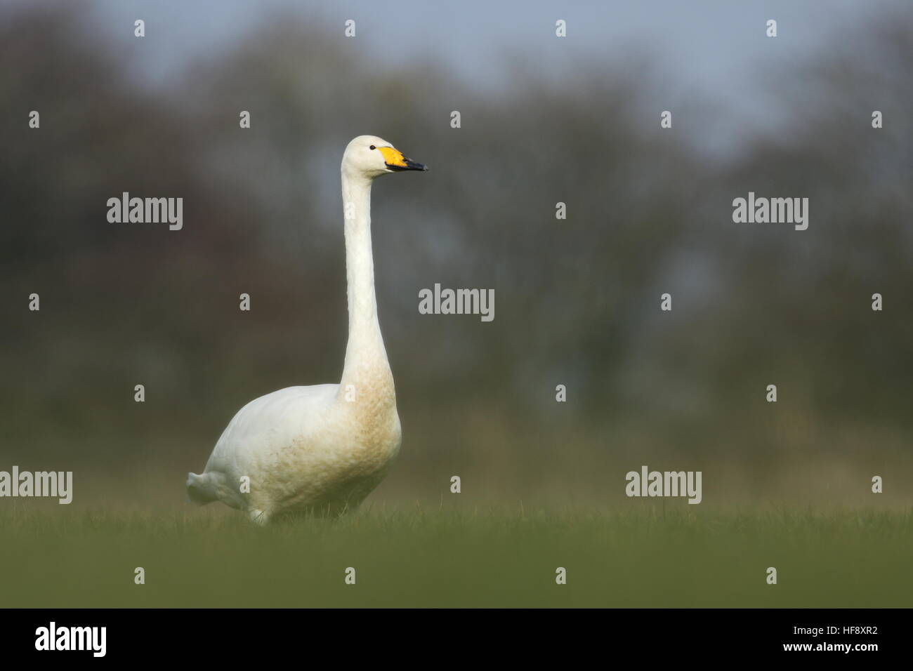 Singschwan UK Stockfoto