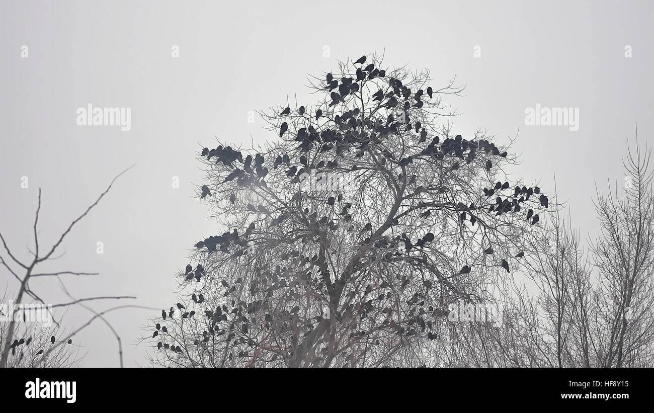 Vögel sitzen auf einem Baum, ein Vogel im Schwarm Krähen Stockfoto