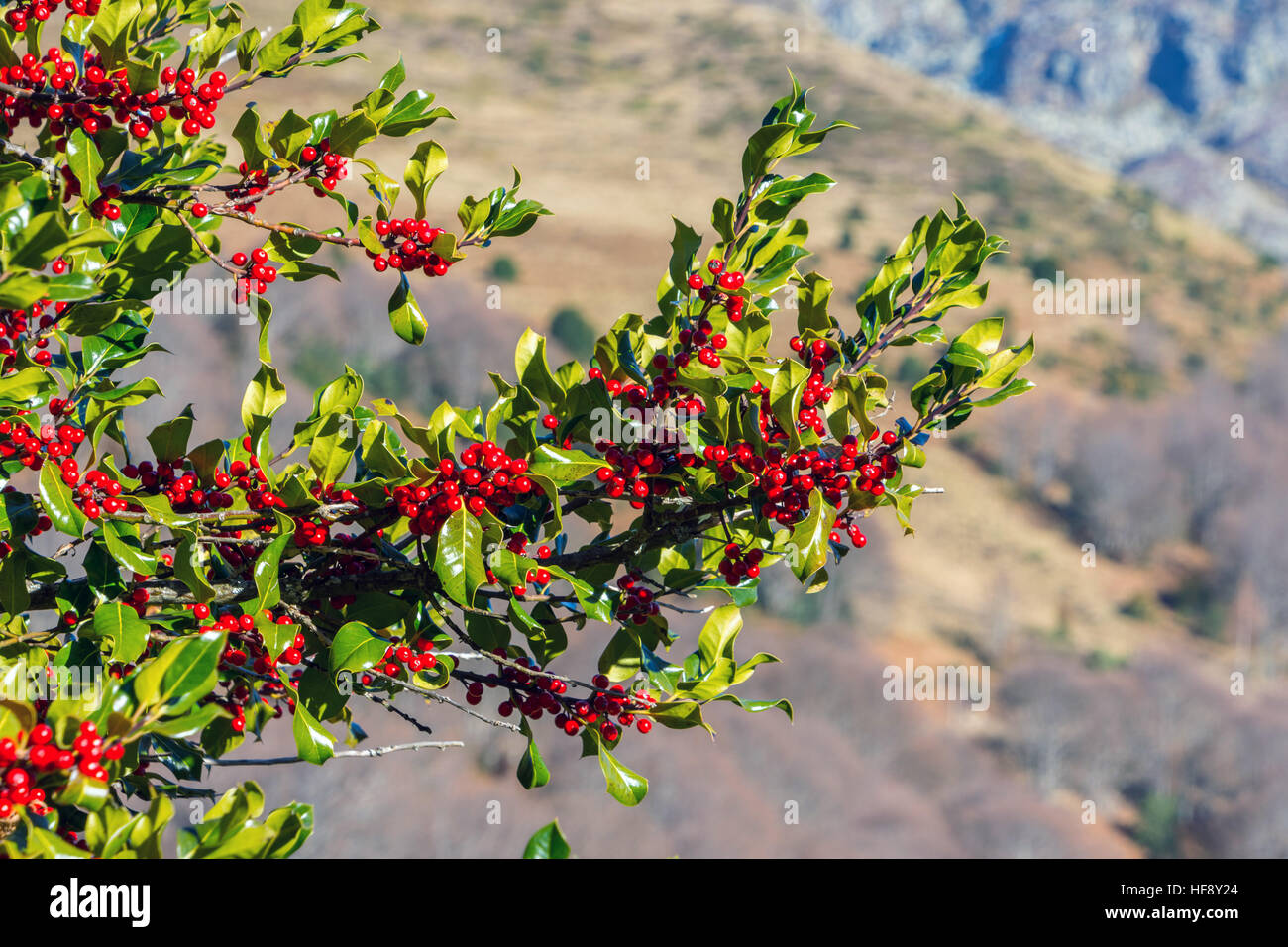Holly Blättern und roten Beeren gegen blauen Himmel Stockfoto
