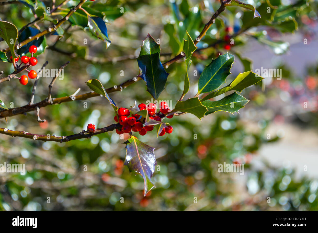Holly Blättern und roten Beeren gegen blauen Himmel Stockfoto