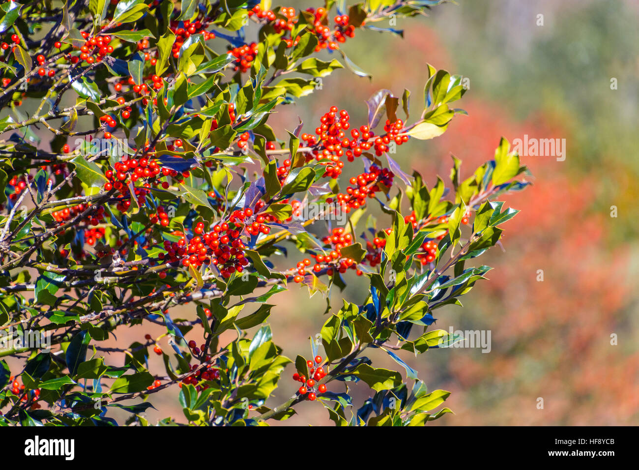Holly Blättern und roten Beeren vor rotem Hintergrund Stockfoto