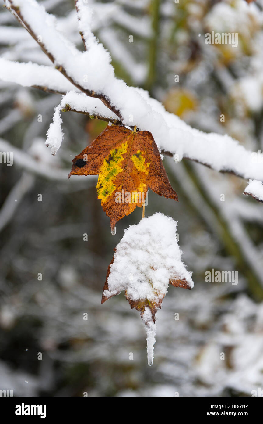 Bäume, die noch in der Hand auf ihren Herbst Laub in den Wintern bedeckt erster Schnee, Wensleydale, North Yorkshire. Stockfoto