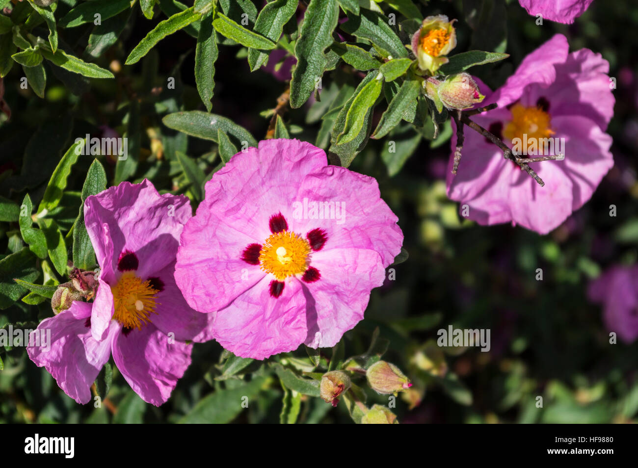 Orchidee Zistrose (Cistus X purpureus) mit lila Blüten in Katalonien