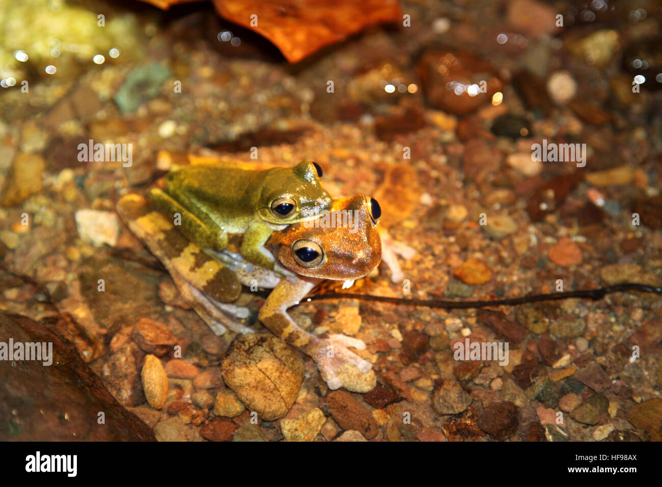 Costa Rica-Frosch Stockfoto