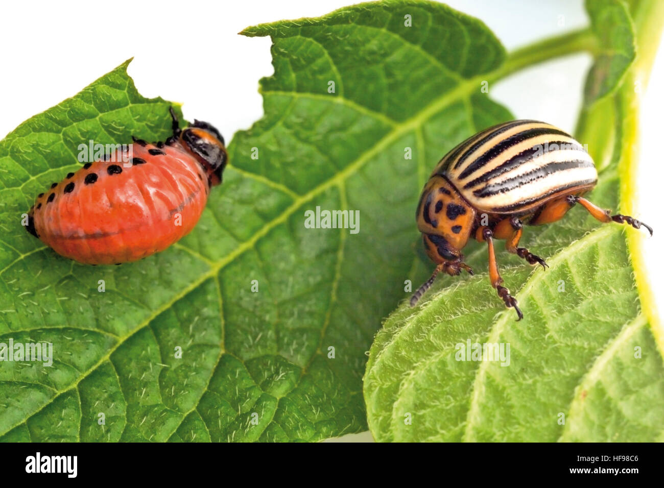 Kartoffelkäfer und Larve der Kartoffelkäfer (Leptinotarsa Decemlineata) auf einem nagte auf Kartoffel-Blatt Stockfoto