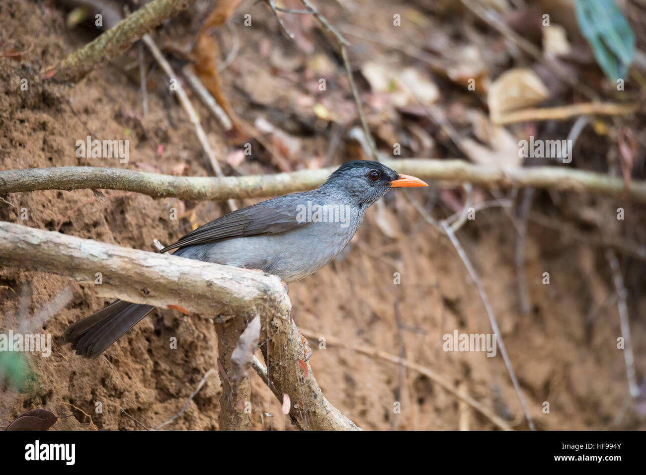 Madagassische Bülbül (Hypsipetes Madagascariensis), auch bekannt als der Madagaskar-Bülbül, ist eine Art von Songbird in Pycnonotidae Familie. Ankarafantsik Stockfoto