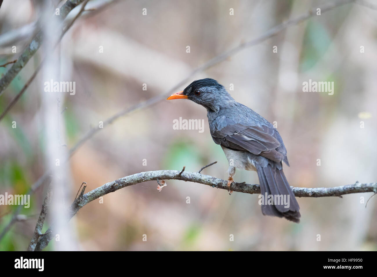 Madagassische Bülbül (Hypsipetes Madagascariensis), auch bekannt als der Madagaskar-Bülbül, ist eine Art von Songbird in Pycnonotidae Familie. Ankarafantsik Stockfoto