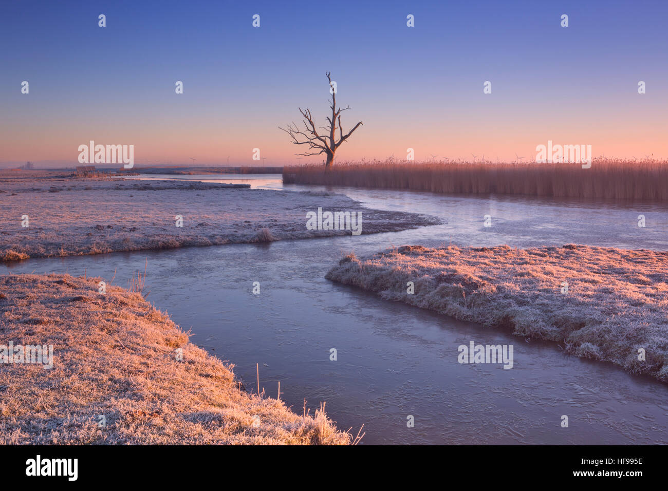Winter in einer niederländischen Polder-Landschaft mit einem einsamen Baum bei Sonnenaufgang. Stockfoto