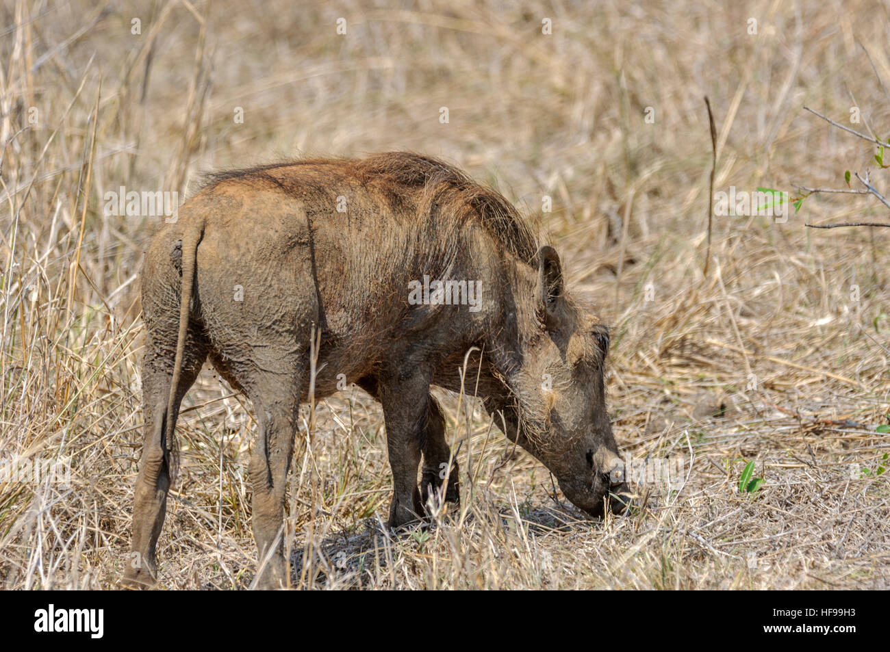 Afrikanische gemeinsame Warzenschwein (Phacochoerus Africanus), Weiden auf kurzen Rasen, Südafrika, Afrika Stockfoto