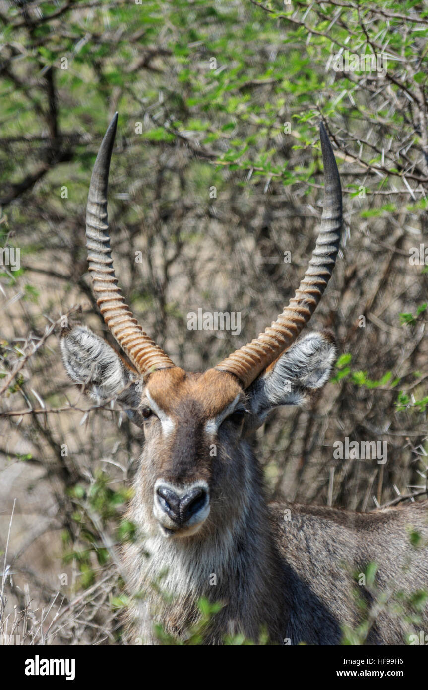 Nyala (Tragelaphus Angasii), eine mittlere, Spiral-gehörnte Antilope, auch genannt Inyala, Südafrika, Afrika Stockfoto