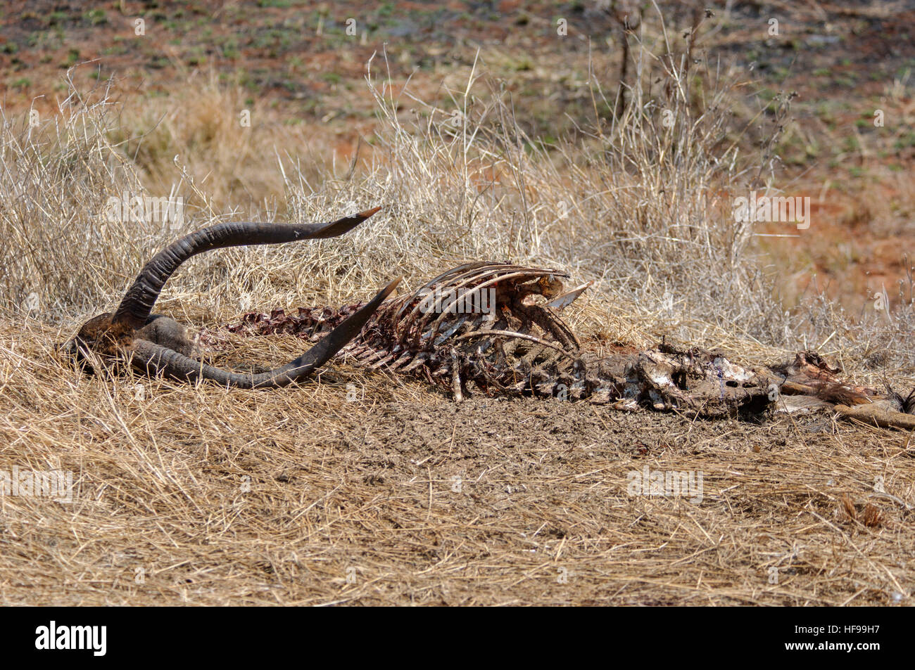 Skelettreste von eine große Antilope in Südafrika Stockfoto