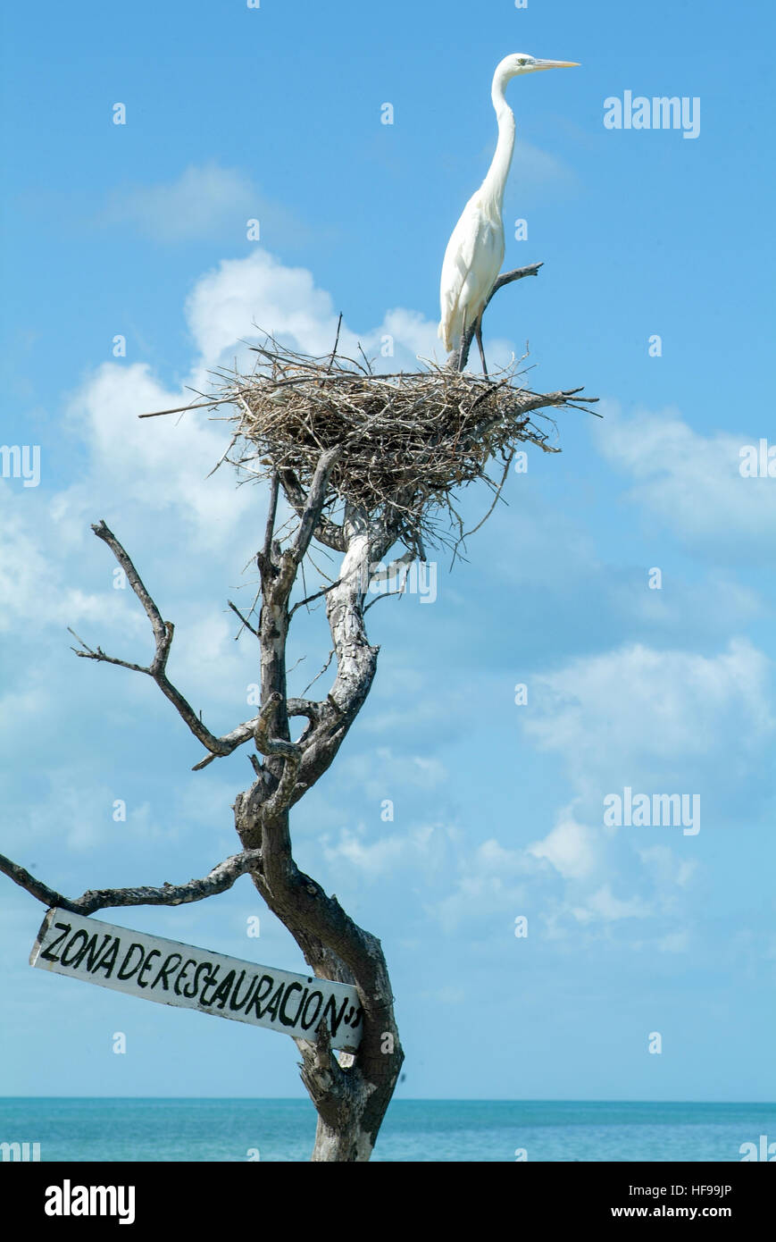 Weiße Gaze auf dem Nest auf Isla de Los Pájaros in Holbox, Mexiko Stockfoto