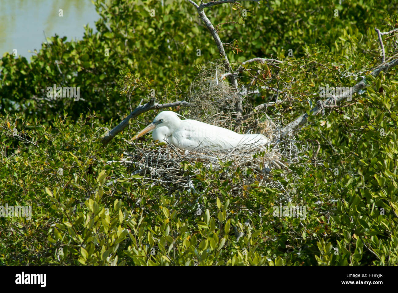 Weiße Gaze auf dem Nest auf Isla de Los Pájaros in Holbox, Mexiko Stockfoto