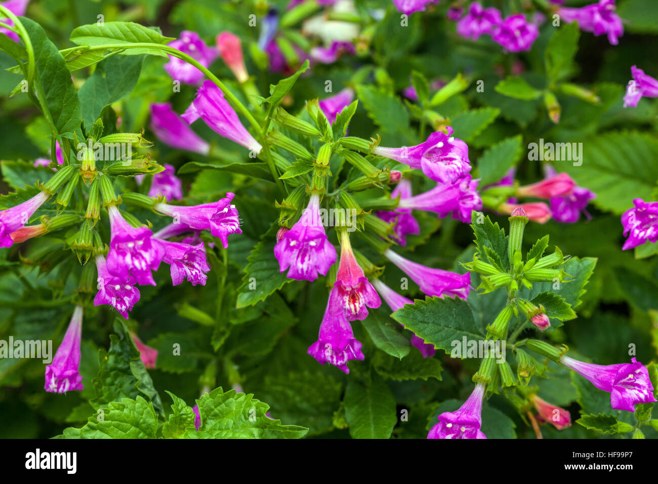 Großblütige Calamint, Calamintha-Grandiflora Stockfoto