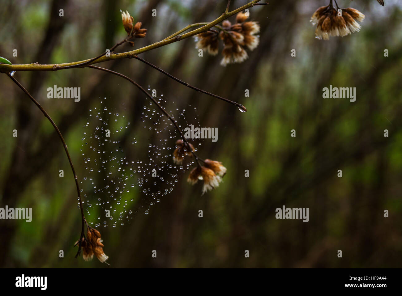 Web mit Tropfen auf einem Zweig der getrockneten Blüten Stockfoto