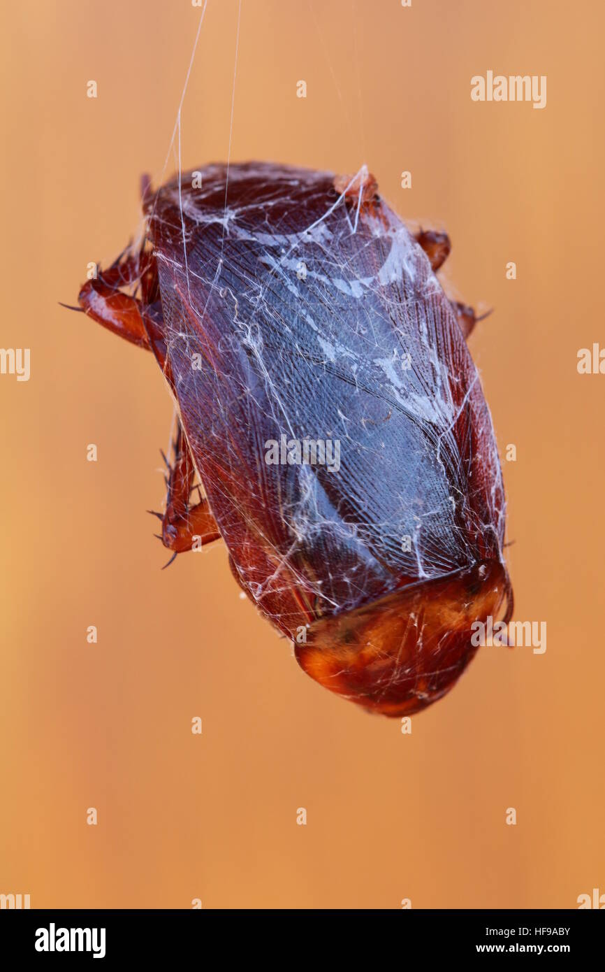 Schabe, eingehüllt in ein Spinnennetz liegen auf dem Rücken, Füße auf. Stockfoto