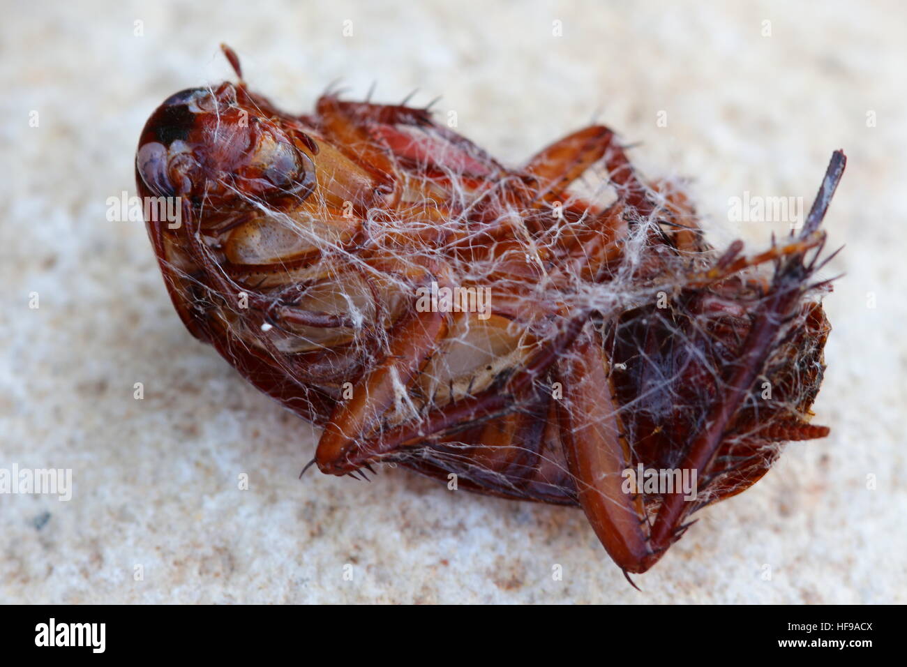 Schabe, eingehüllt in ein Spinnennetz liegen auf dem Rücken, Füße auf. Stockfoto