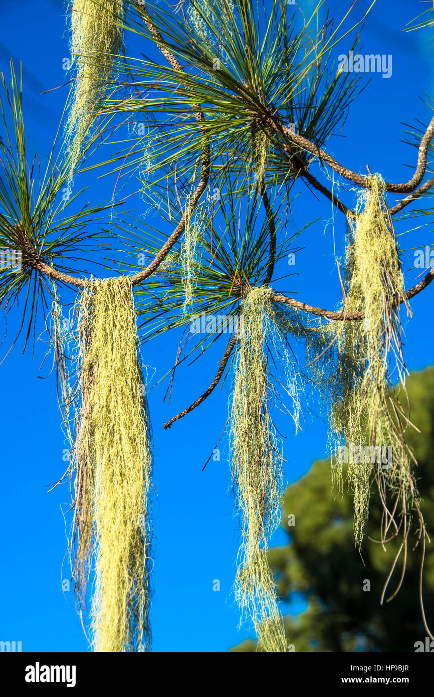 Bart-Moos am Baum auf Gran Canaria Spanien Stockfoto