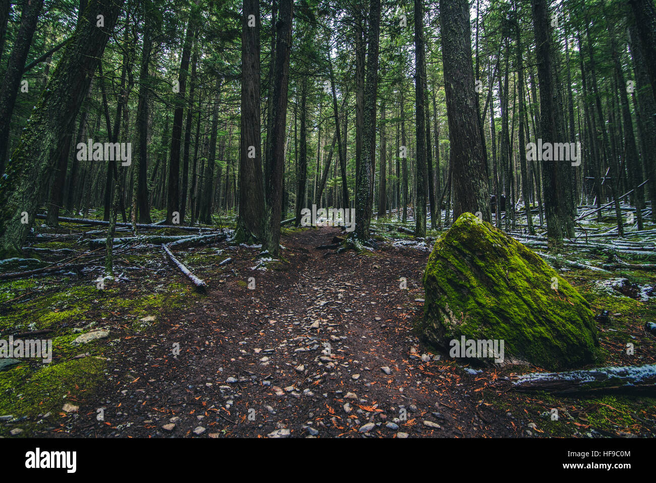 Moos bedeckten Waldboden Stockfoto