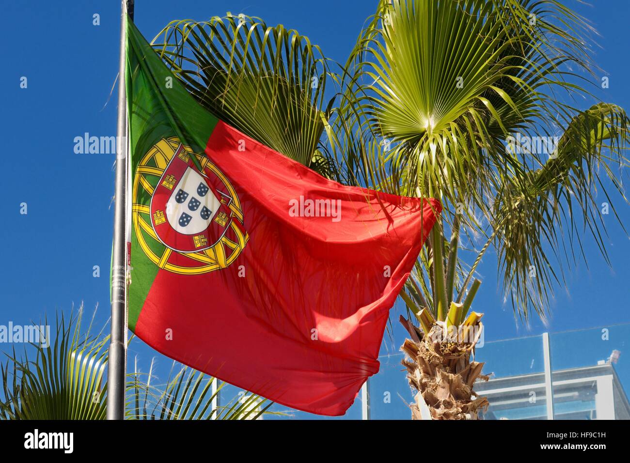 Flagge von Portugal mit Palmen und blauem Himmel. Stockfoto